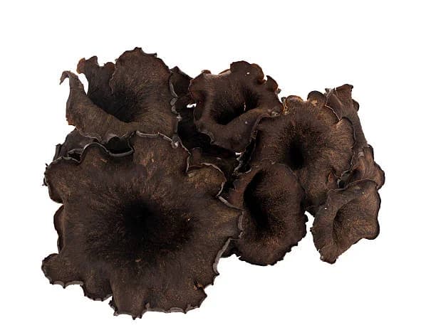 Black Trumpet מיובש